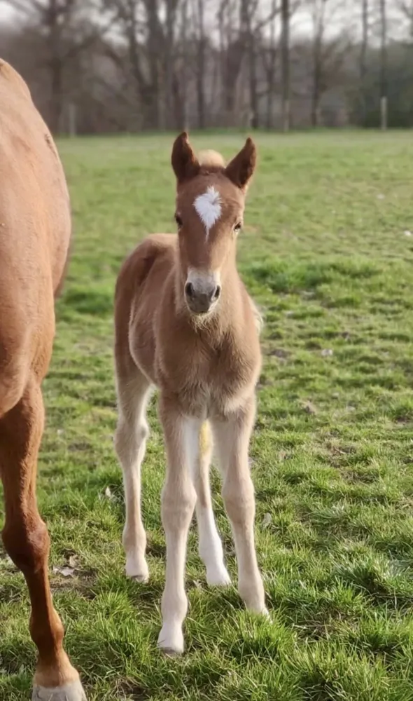 Pension complète cheval près de Chevry-Cossigny