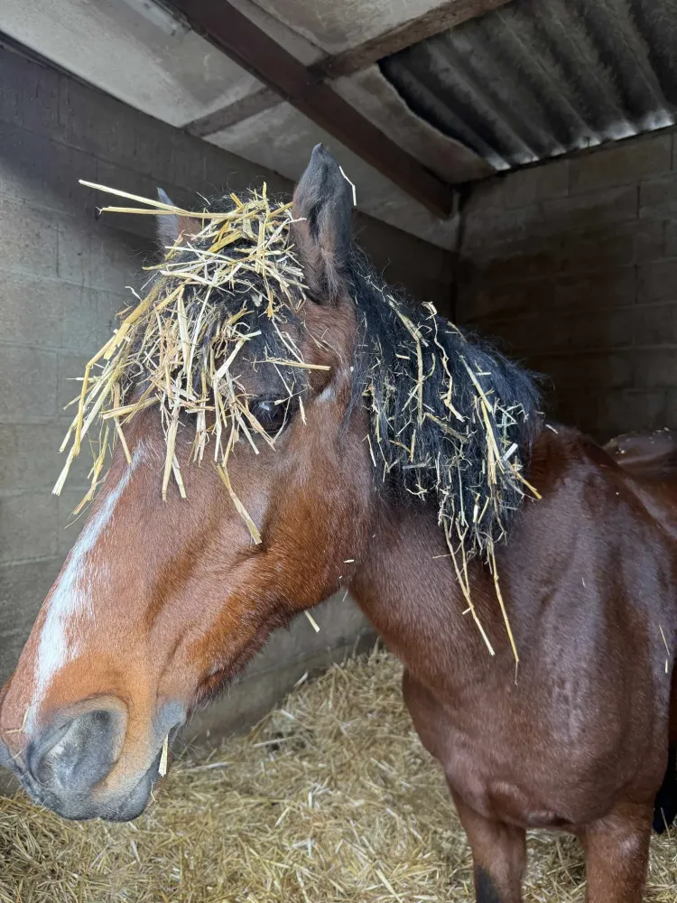 Écurie de propriétaire près de Chevry-Cossigny